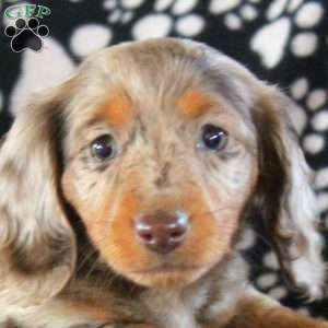 Ivy – Mini, Dachshund Puppy