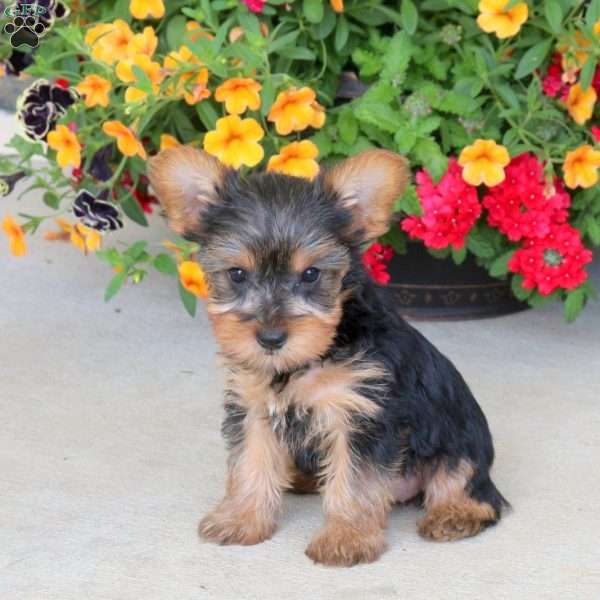 Izzie, Yorkie Puppy