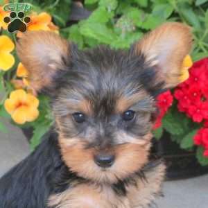 Izzie, Yorkie Puppy
