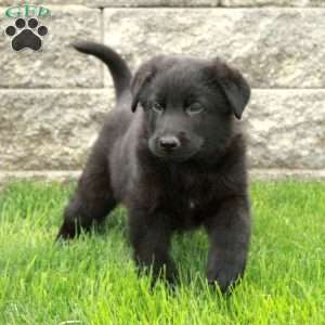 Izzy, German Shepherd Puppy
