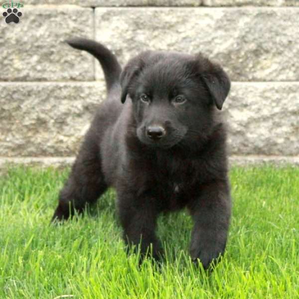 Izzy, German Shepherd Puppy