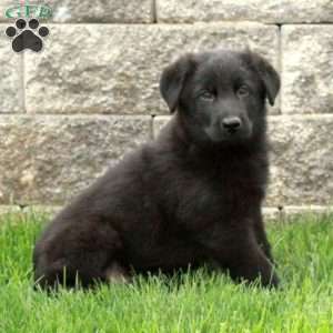 Izzy, German Shepherd Puppy