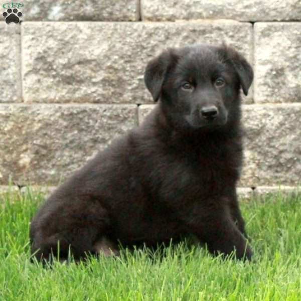 Izzy, German Shepherd Puppy