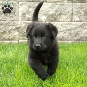 Izzy, German Shepherd Puppy