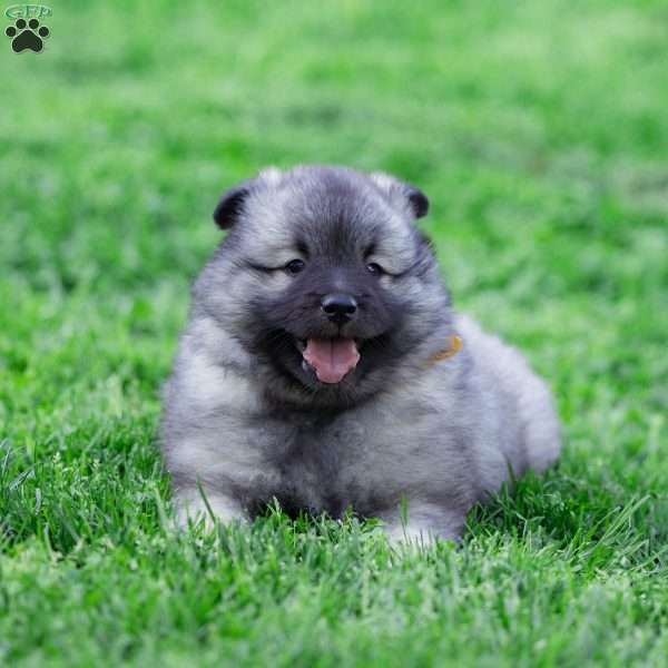 Missy, Keeshond Puppy