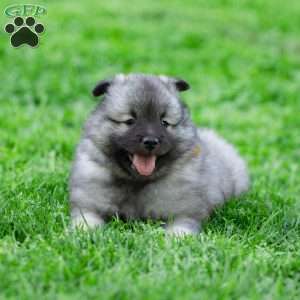 Missy, Keeshond Puppy