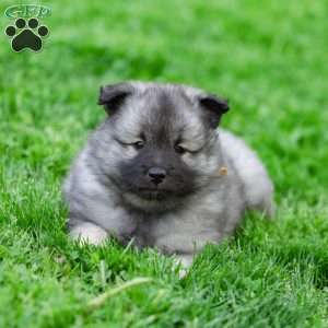 Missy, Keeshond Puppy