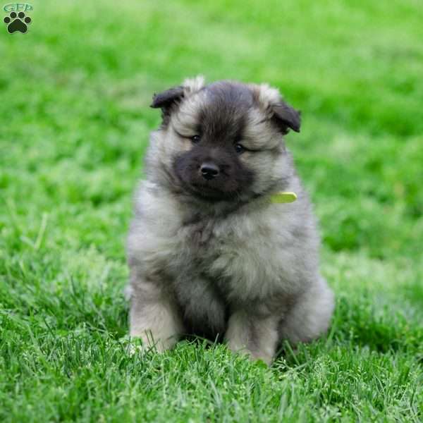 Teri, Keeshond Puppy