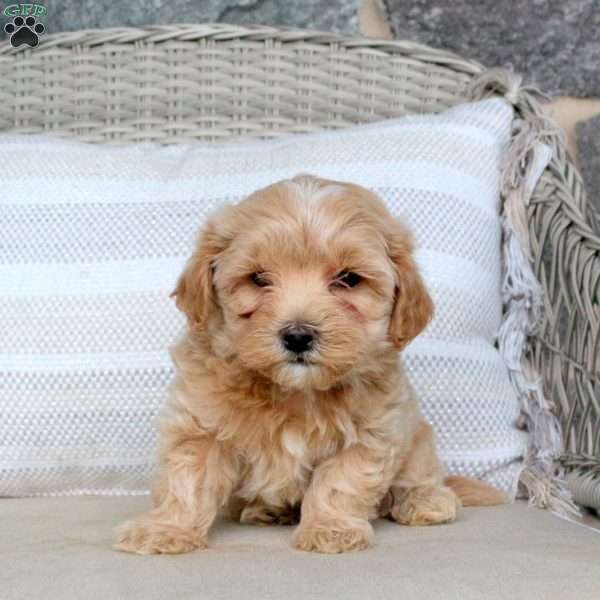 Jace, Maltipoo Puppy