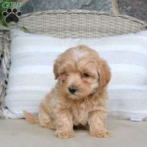Jace, Maltipoo Puppy