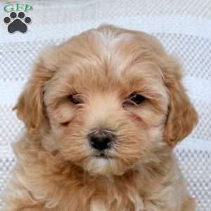 Jace, Maltipoo Puppy