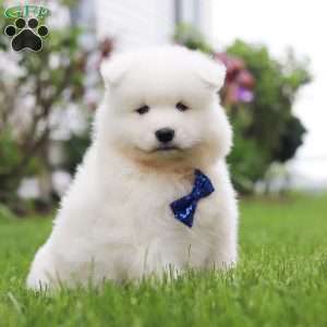 Jack, Samoyed Puppy