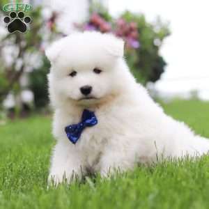 Jack, Samoyed Puppy