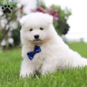 Jack, Samoyed Puppy
