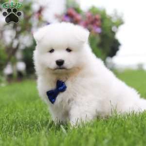 Jack, Samoyed Puppy