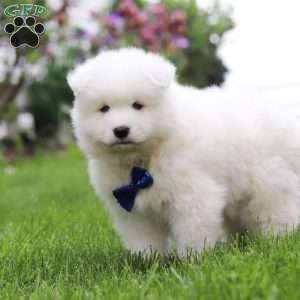 Jack, Samoyed Puppy