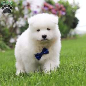 Jack, Samoyed Puppy