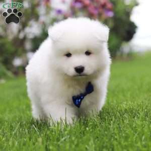 Jack, Samoyed Puppy