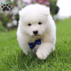 Jack, Samoyed Puppy