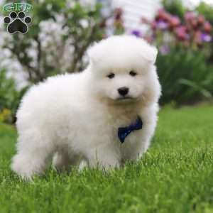 Jack, Samoyed Puppy