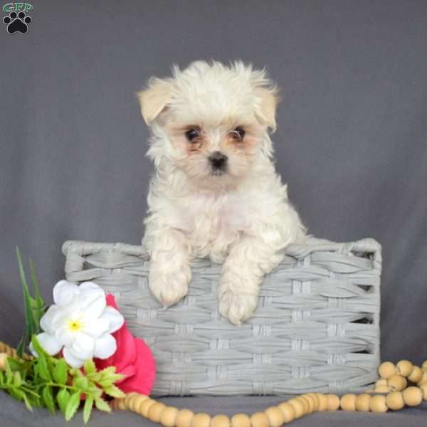Jack, Maltese Puppy