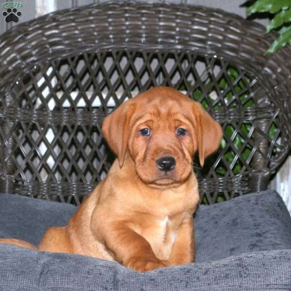 Jack, Fox Red Labrador Retriever Puppy