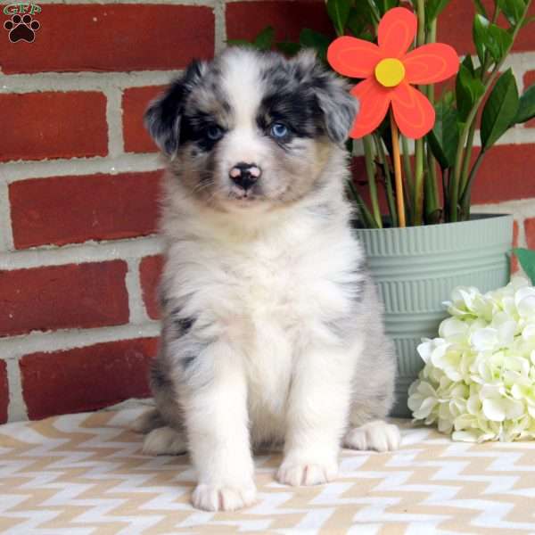 Jack, Miniature Australian Shepherd Puppy