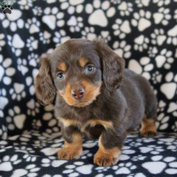 Jack-Mini, Dachshund Puppy