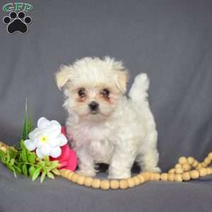 Jack, Maltese Puppy