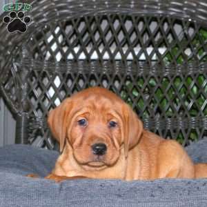 Jack, Fox Red Labrador Retriever Puppy