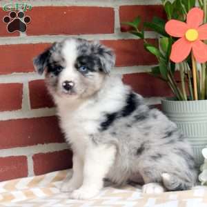Jack, Miniature Australian Shepherd Puppy