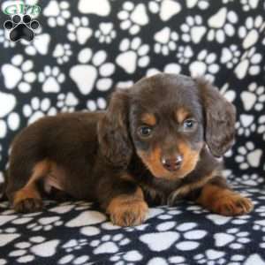 Jack-Mini, Dachshund Puppy