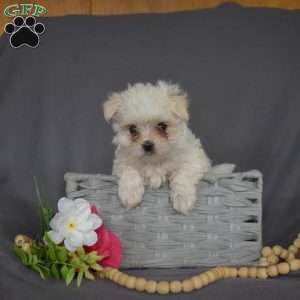 Jack, Maltese Puppy