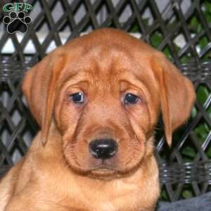 Jack, Fox Red Labrador Retriever Puppy