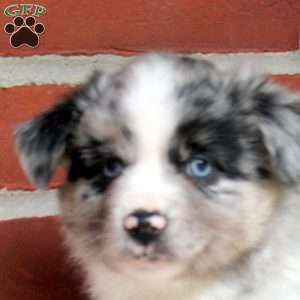 Jack, Miniature Australian Shepherd Puppy