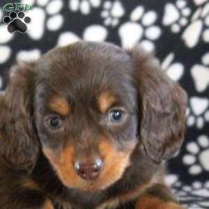 Jack-Mini, Dachshund Puppy