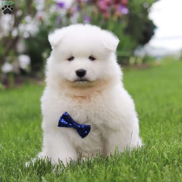 Jack, Samoyed Puppy