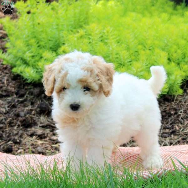 Jackie, Bich-Poo Puppy