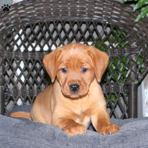 Jackie, Fox Red Labrador Retriever Puppy