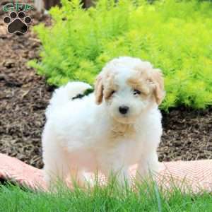 Jackie, Bich-Poo Puppy