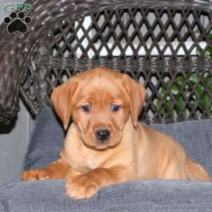 Jackie, Fox Red Labrador Retriever Puppy