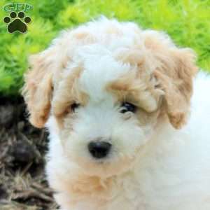 Jackie, Bich-Poo Puppy
