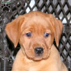 Jackie, Fox Red Labrador Retriever Puppy
