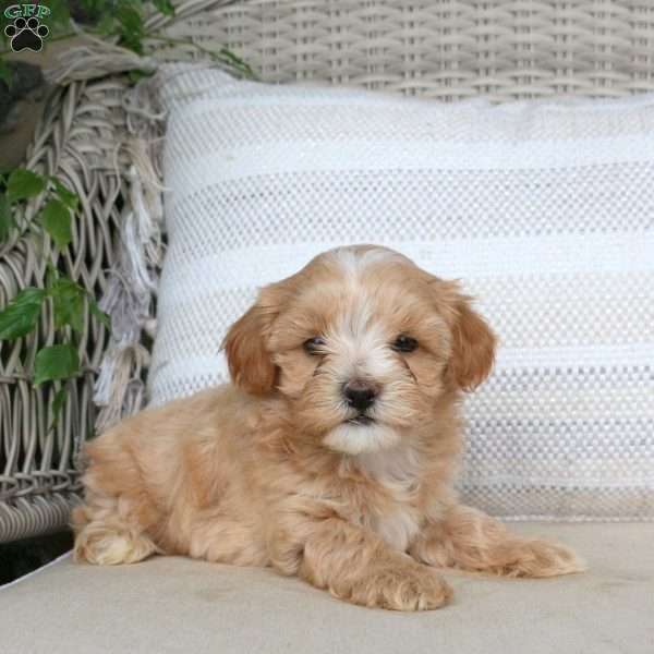 Jackson, Maltipoo Puppy