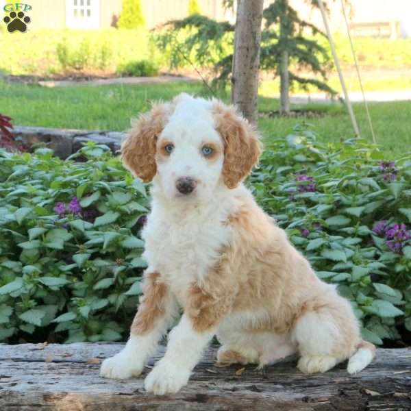 Jackson, Mini Aussiedoodle Puppy
