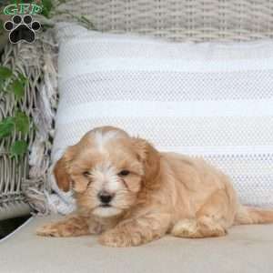 Jackson, Maltipoo Puppy