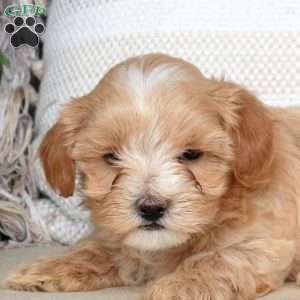 Jackson, Maltipoo Puppy