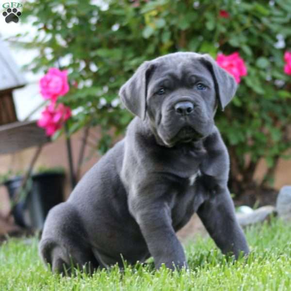 Jackson, Cane Corso Puppy