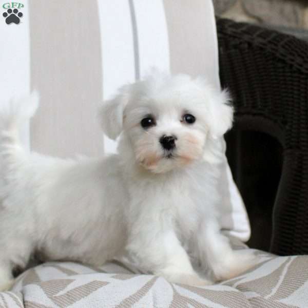 Jackson, Bichon Frise Puppy