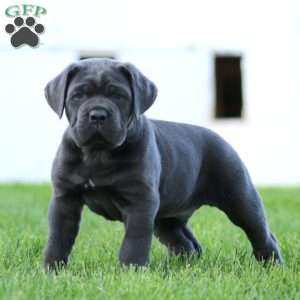 Jackson, Cane Corso Puppy
